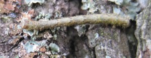 Caterpillar on an Oak