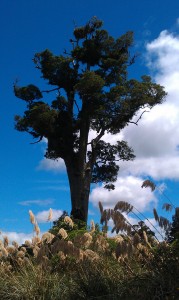 Lone tree & Toi Toi