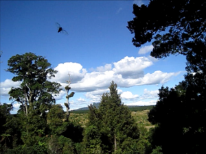 Matai view