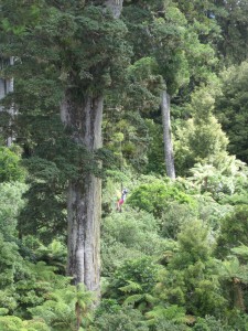 Totara with climber1