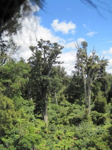 Totara1