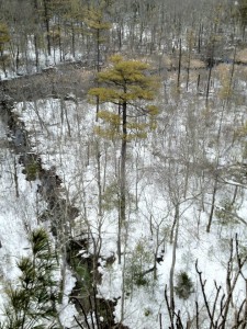 Picture of a White Pine