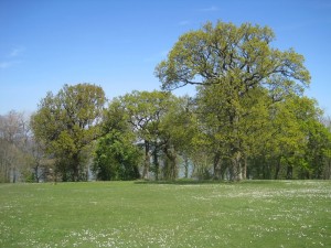 Appley Park trees with sea behind